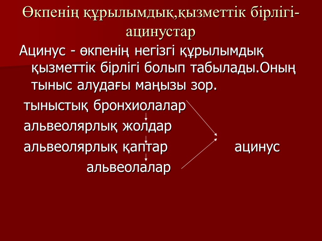 Өкпенің құрылымдық,қызметтік бірлігі-ацинустар Ацинус - өкпенің негізгі құрылымдық қызметтік бірлігі болып табылады.Оның тыныс алудағы